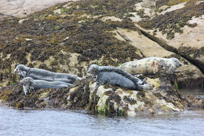 Seal Watching on Summer Queen